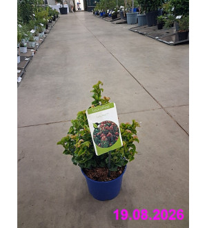 Leucothoe axillaris 'Curly Red'® C 2 L